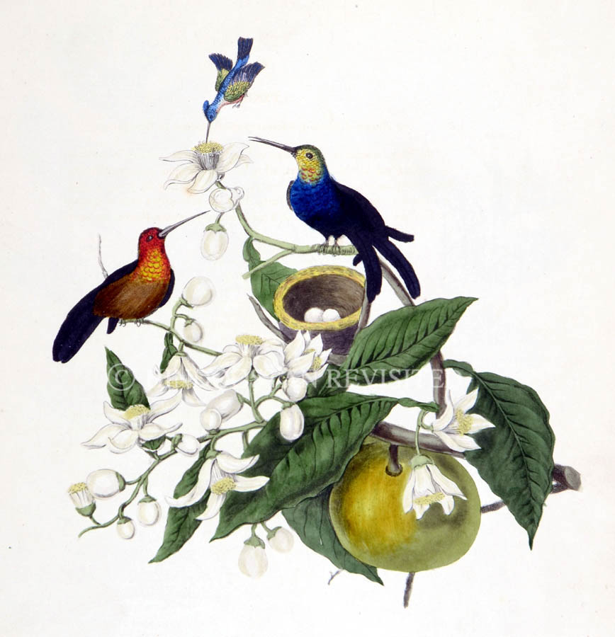 /data/Original Prints/Natural History/HUMMING BIRDS AT THE BRASILS WITH THE NEST ON THE ORANGE TREE.jpg